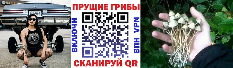 купить Рассказово Псилоцибиновые грибы Psilocybe